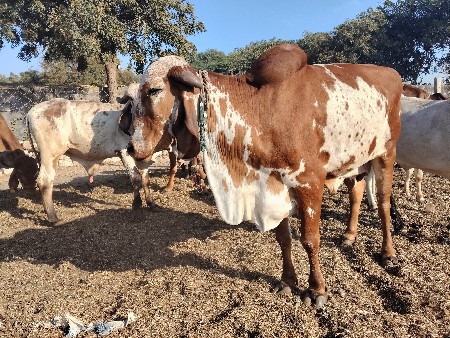 थंबनेल 3