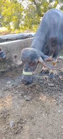 સોથુવેતર વીયાસે