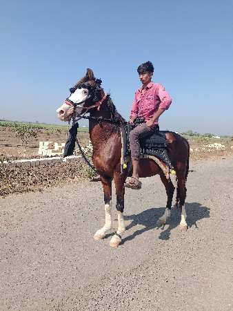 ઘોડો વેચવાનો છે