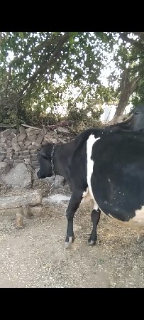 જર્સી ગાય વેચવાની છે ત્રીજું વેતર