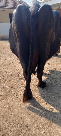 થંબનેલ 1