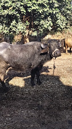 थंबनेल 3