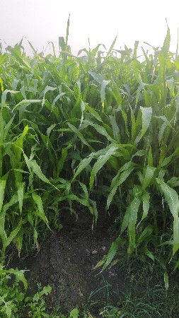 લીલી મકાઈ વેચવાની છે