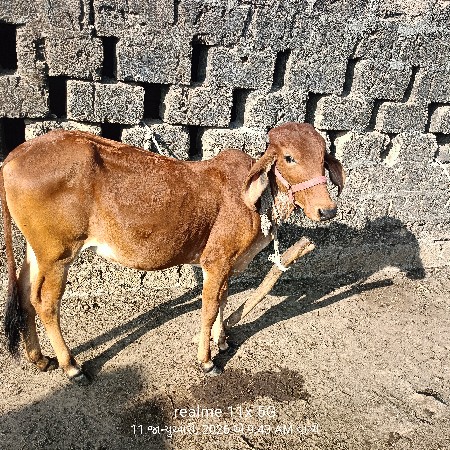 ગાય વેચવાની છે સાથે ઓળખી પણ