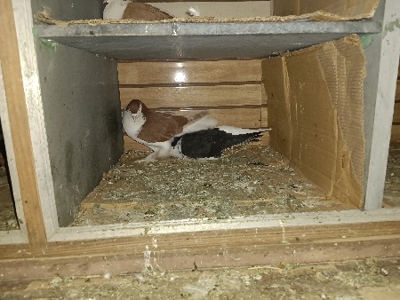 थंबनेल 3