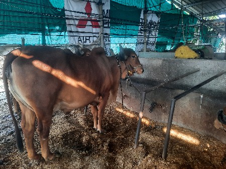 થંબનેલ 3