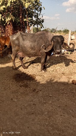 थंबनेल 2