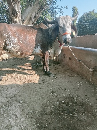 ગાય વેચવા ની છે