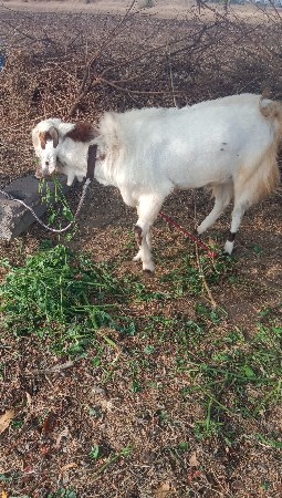 આ બકરો વેચવાનો છે