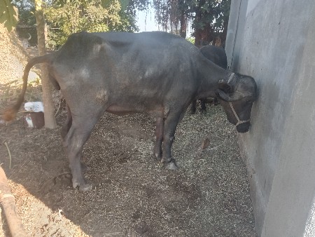 थंबनेल 2