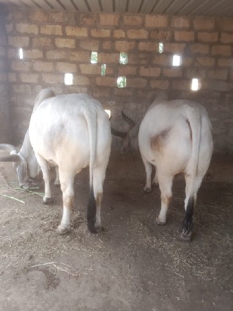 ગોંઢલા વેચવાના છે