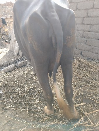 કુંઢી ખડાય પેલું વેતર સે