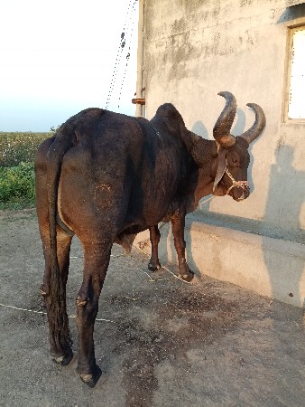 બળદ વેસવાનો સે