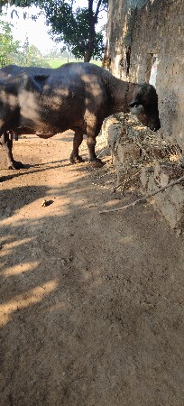 थंबनेल 3