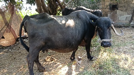 વેચવાની છે