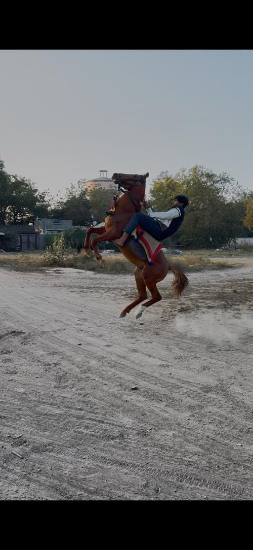 ઘોડો વેસવાનો સે સાતું કરવાનુ સે ઘોડી હારે કૂદવા વાલી હોય તો