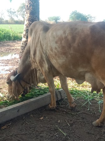 ગાય વેચવાની છે