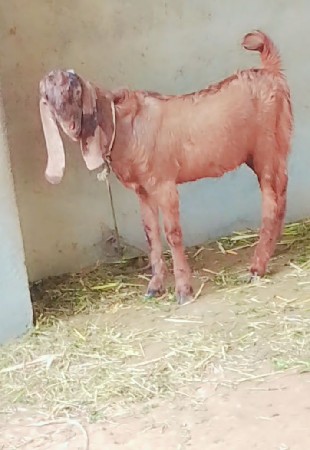 બકરો વેચવાનો છે 81540 90290