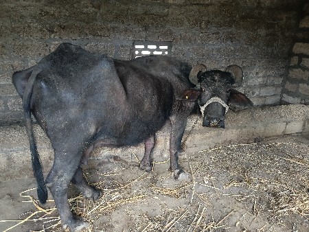 थंबनेल 2