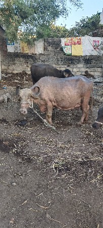 थंबनेल 2