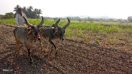 ગોઢલા વેચવાના છે