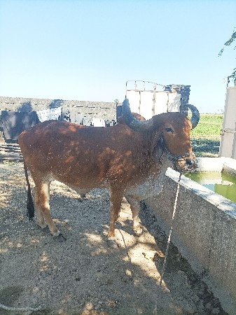 બળદ વેચવાનો છે