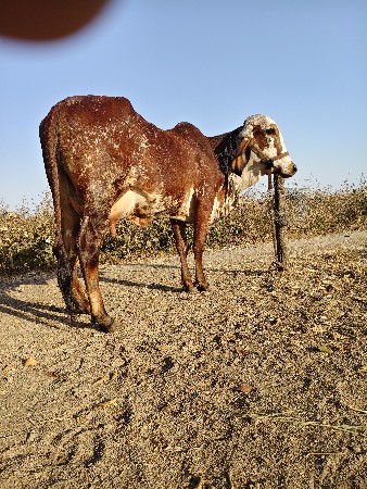 થંબનેલ 3