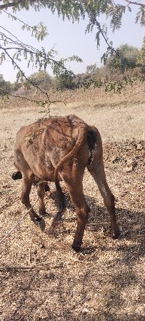 ગીર ક્રોસ વાછડી વેચવાની છે