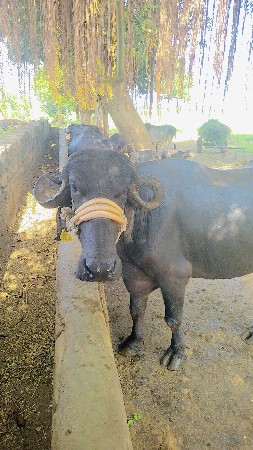 ભેંસ વેચવાની છે