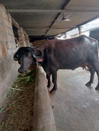 थंबनेल 2