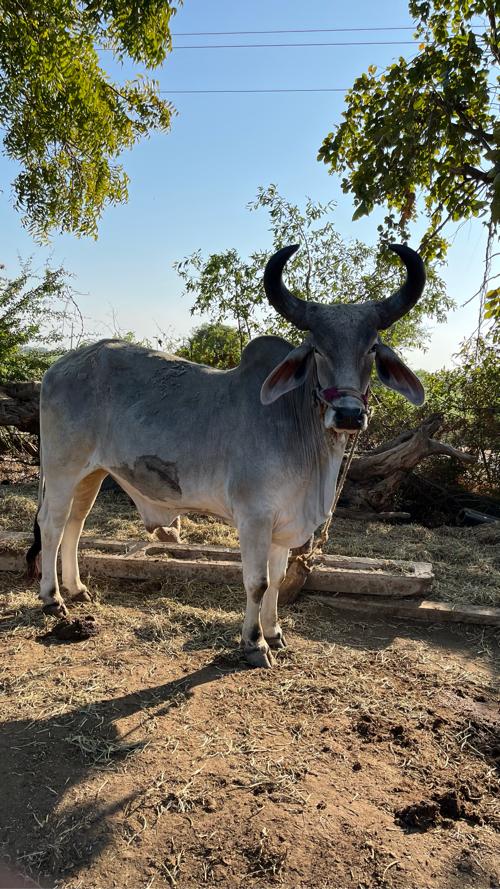 थंबनेल 2