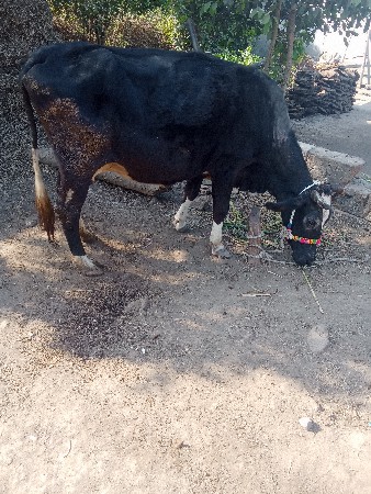 थंबनेल 2