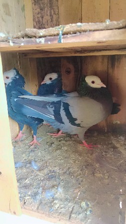 મુખી કબુતર વેચવાના છે