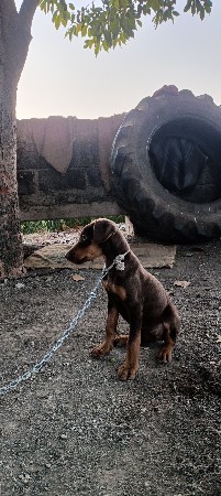 ફીમેલ વેચવાની છે