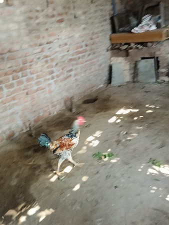 આ મુરઘા બેસવાના છે