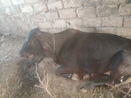 વેચવાની શૈ