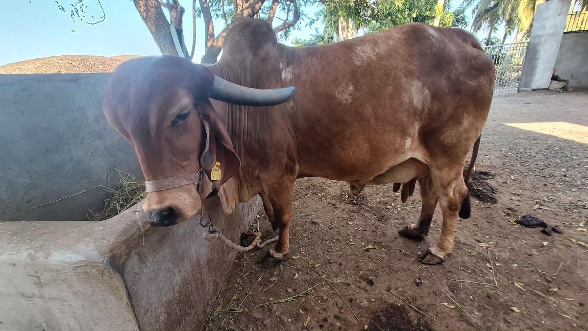 ગાય વેચવાની છે