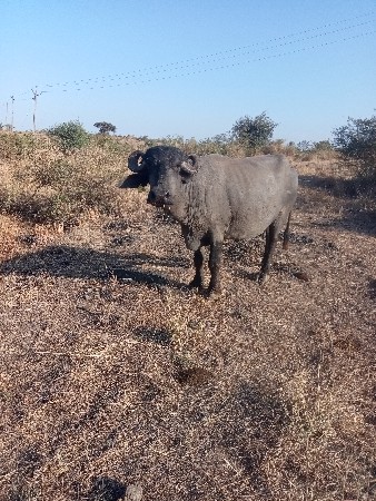 ભેંસ વેચવાની સે