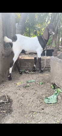 સાંતા માં ઘૅટા હાલસૅ