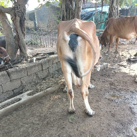 थंबनेल 2