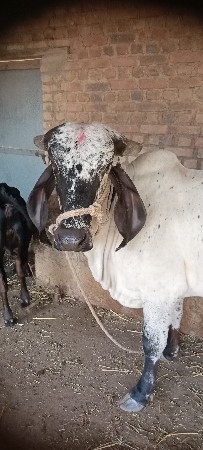 थंबनेल 2