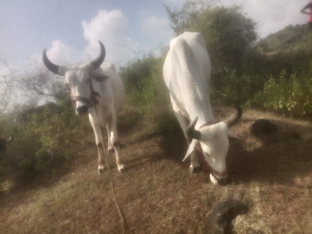 થંબનેલ 2