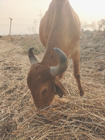 ગાય વેચવાની છે