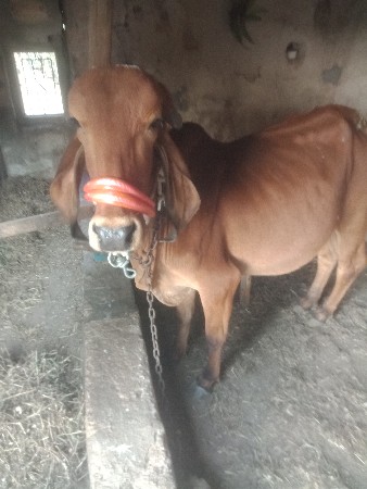 ગીર હોડકી વેચવાની છે