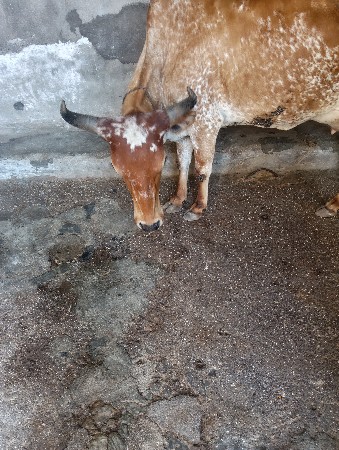 ગાય વેચવાનું છે