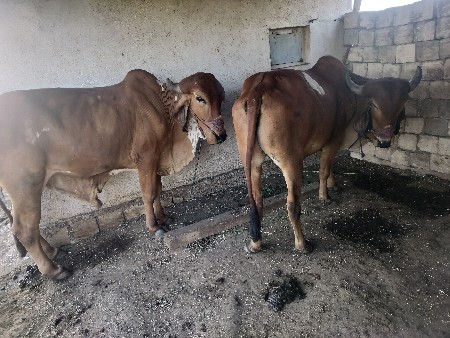 थंबनेल 3