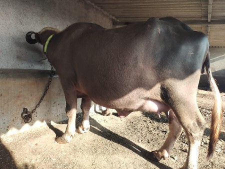 ભેંસ વેચવાની છે