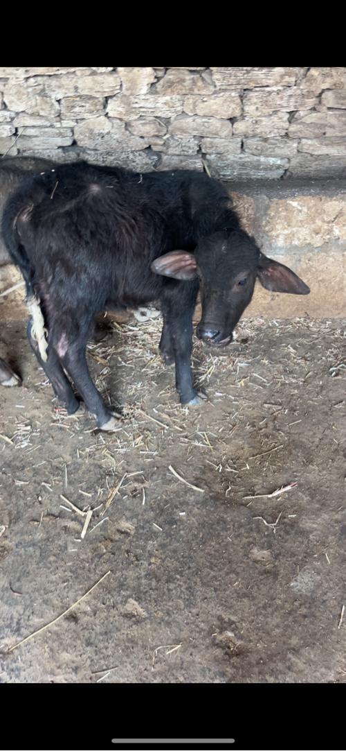 थंबनेल 3