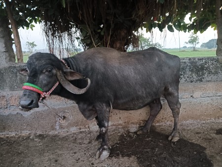 થંબનેલ 3