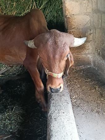 થંબનેલ 3